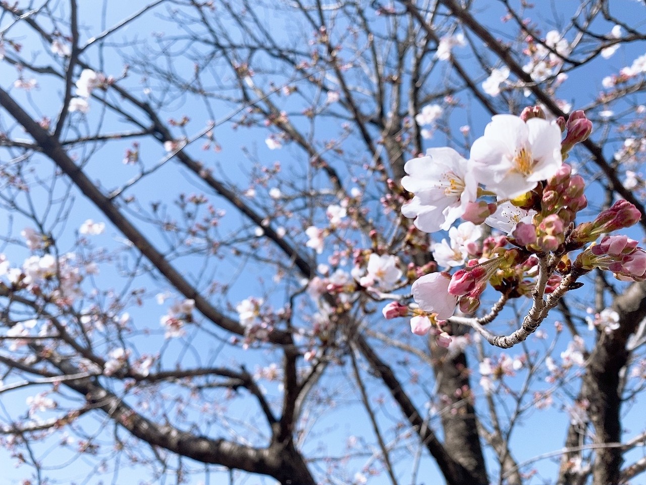 森田 ひかる｜葉桜（2021-04-09）